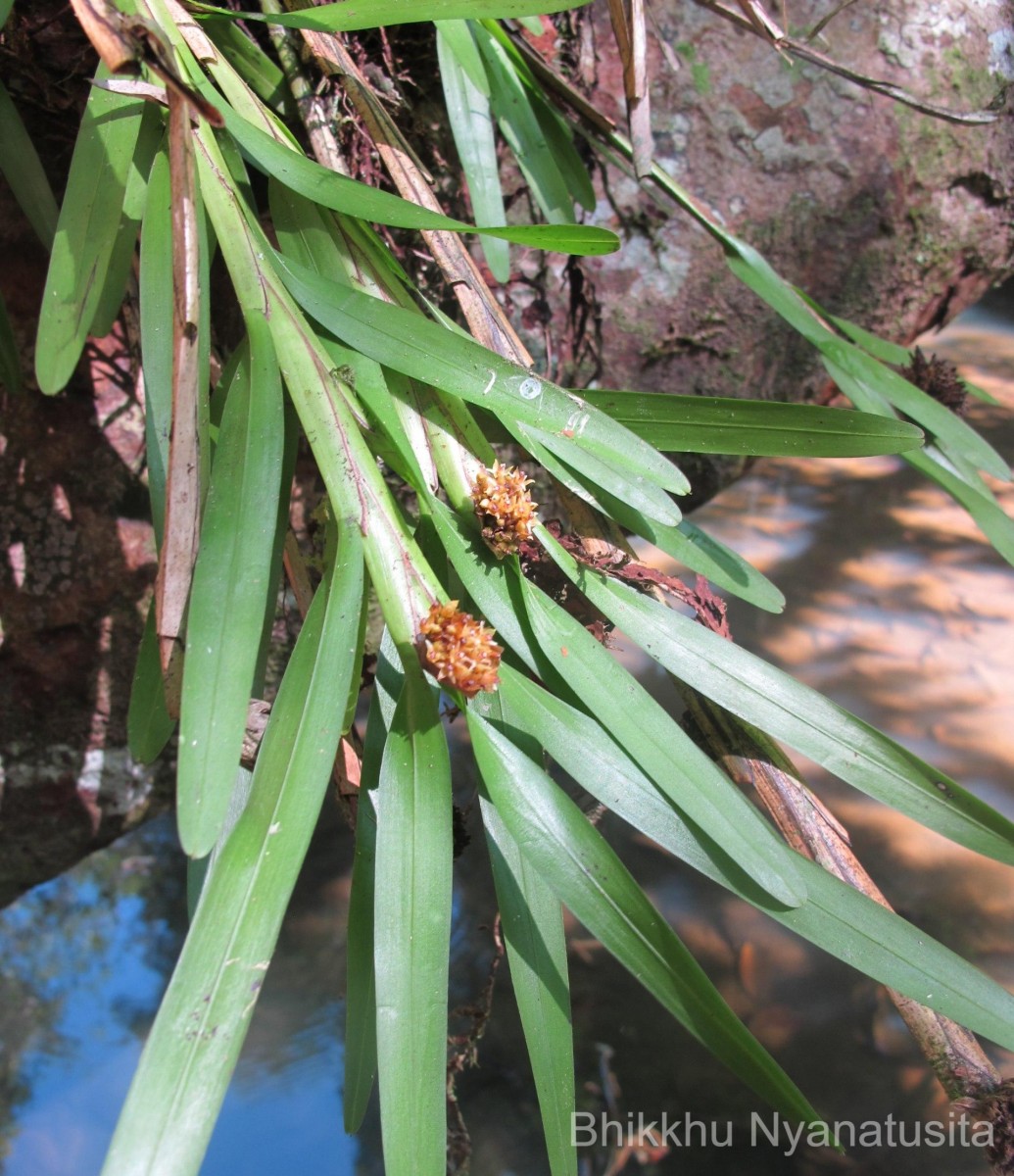 Agrostophyllum zeylanicum Hook.f.